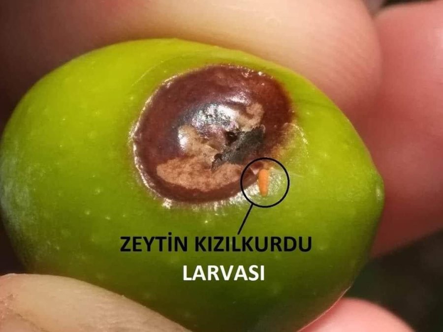 Zeytin Kızılkurduna Dikkat