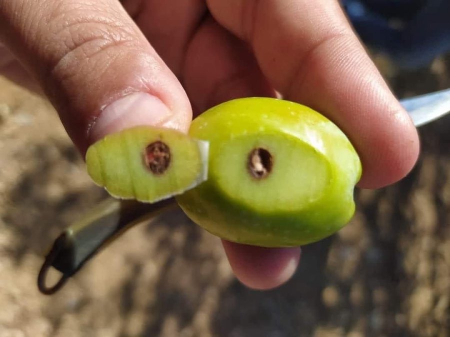 Zeytin Kızılkurduna Dikkat