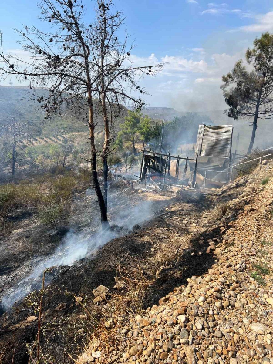 Yangında 150 Zeytin Ağacı Ve Baraka Zarar Gördü