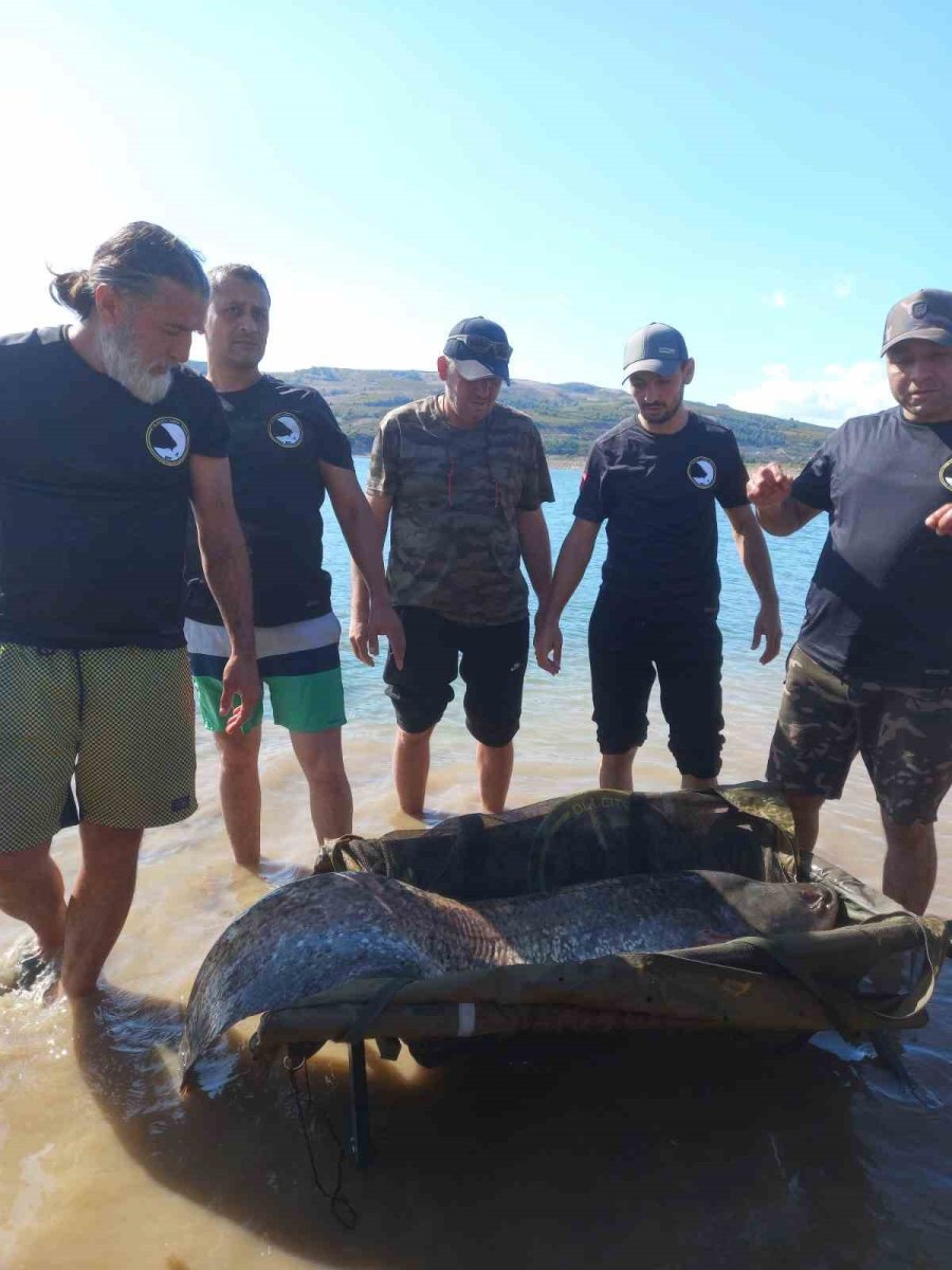 Eskişehirde 1,68 Metre Boyunda 48 Kilogram Ağırlığında Yayın Balığı Yakaladı