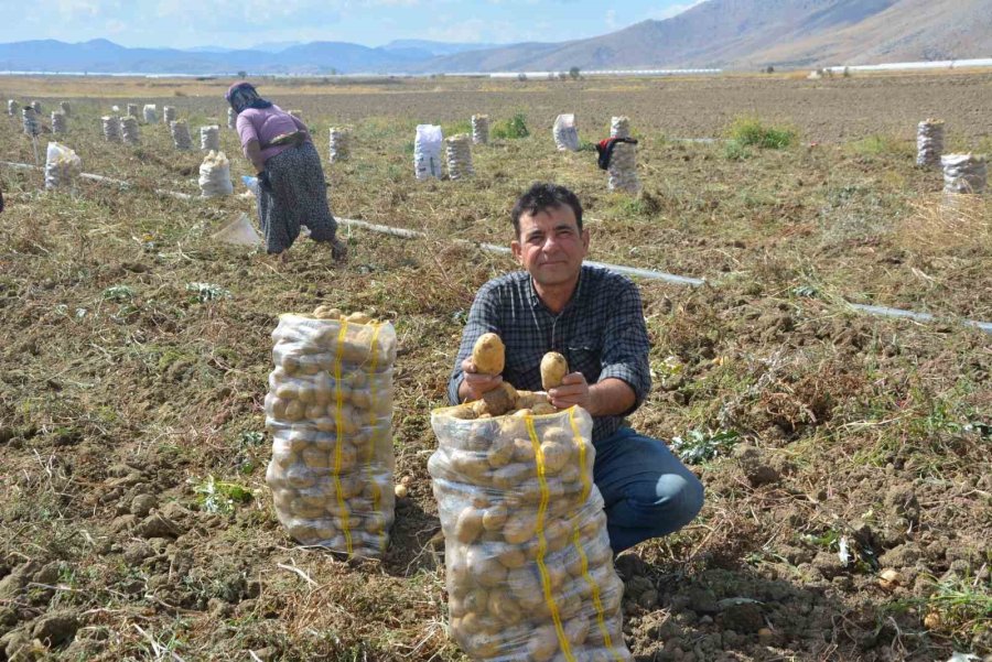 Yaylada Patates Hasadı Sona Erdi