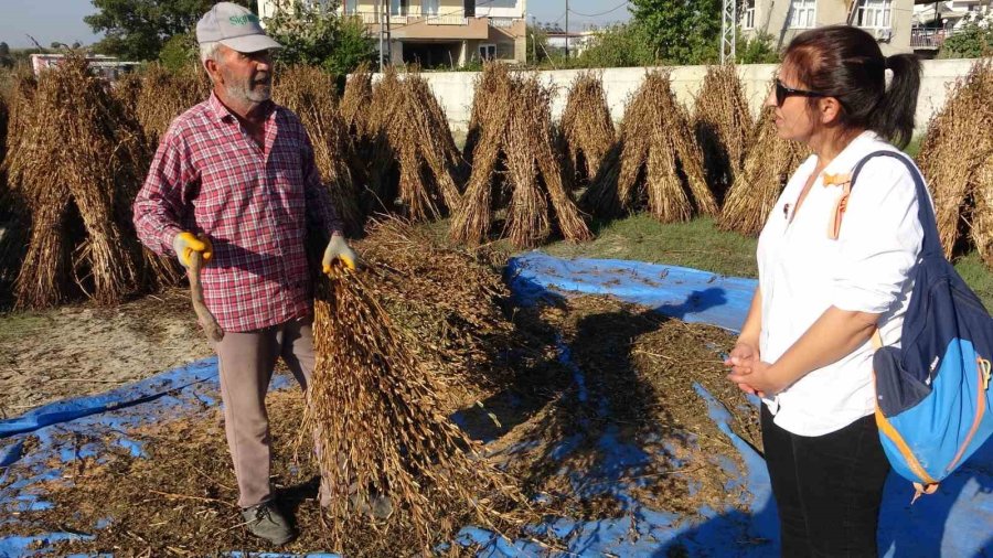 Coğrafi İşaretli "altın Susam"da Hasat Zamanı, Kilosu 80-85 Tl’den Alıcı Buluyor