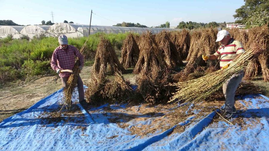 Coğrafi İşaretli "altın Susam"da Hasat Zamanı, Kilosu 80-85 Tl’den Alıcı Buluyor