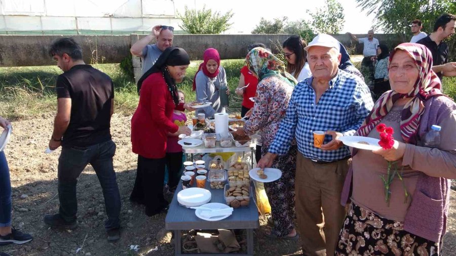 Coğrafi İşaretli "altın Susam"da Hasat Zamanı, Kilosu 80-85 Tl’den Alıcı Buluyor