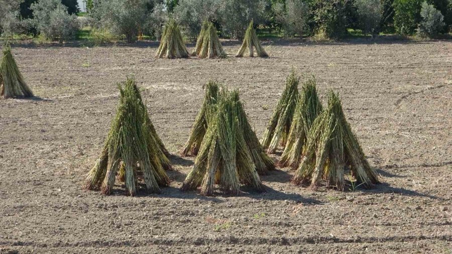 Coğrafi İşaretli "altın Susam"da Hasat Zamanı, Kilosu 80-85 Tl’den Alıcı Buluyor