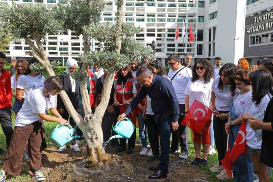 Başkan Böcek Gençlerle Barış İçin Zeytin Ağacı Dikti