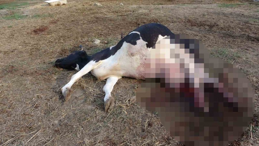 100 Bin Lira Değerindeki Holstein Cinsi İnek Köpekler Tarafından Telef Edildi