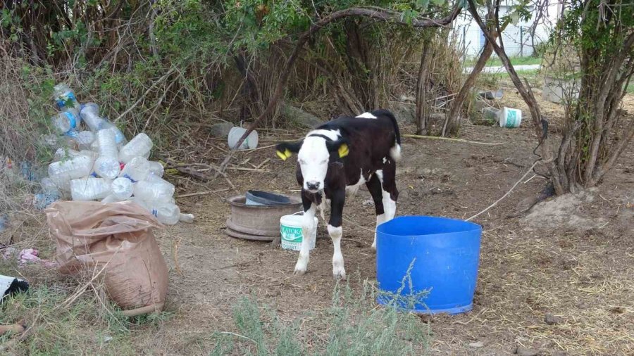 100 Bin Lira Değerindeki Holstein Cinsi İnek Köpekler Tarafından Telef Edildi