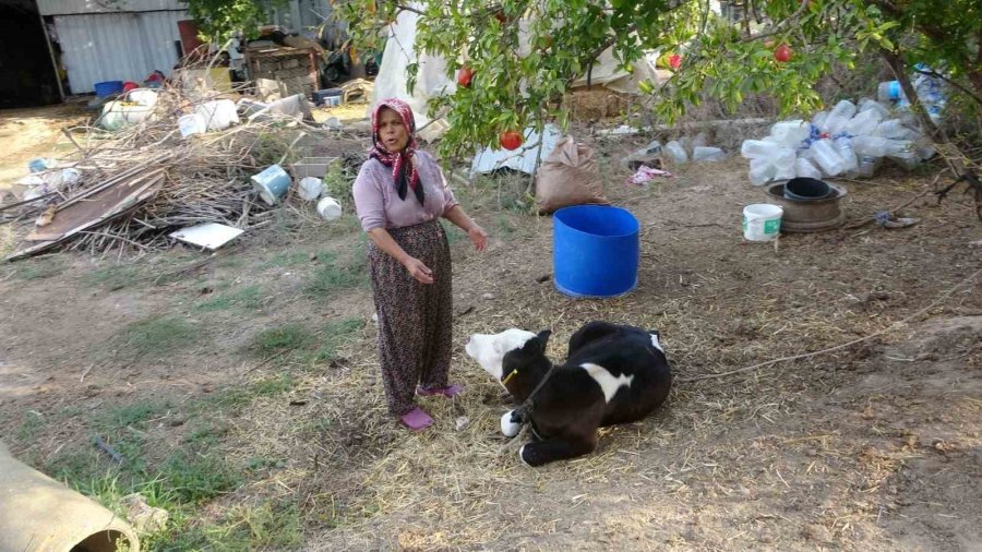 100 Bin Lira Değerindeki Holstein Cinsi İnek Köpekler Tarafından Telef Edildi