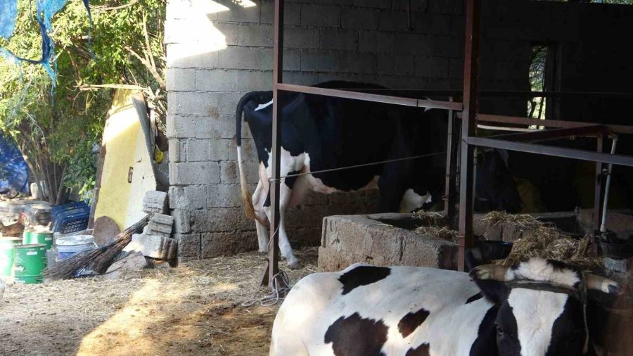 100 Bin Lira Değerindeki Holstein Cinsi İnek Köpekler Tarafından Telef Edildi