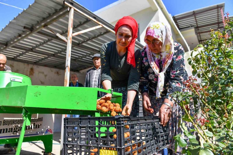 Silifkeli Ceviz Üreticilerinin Kabuk Soyma Derdi Sona Erdi