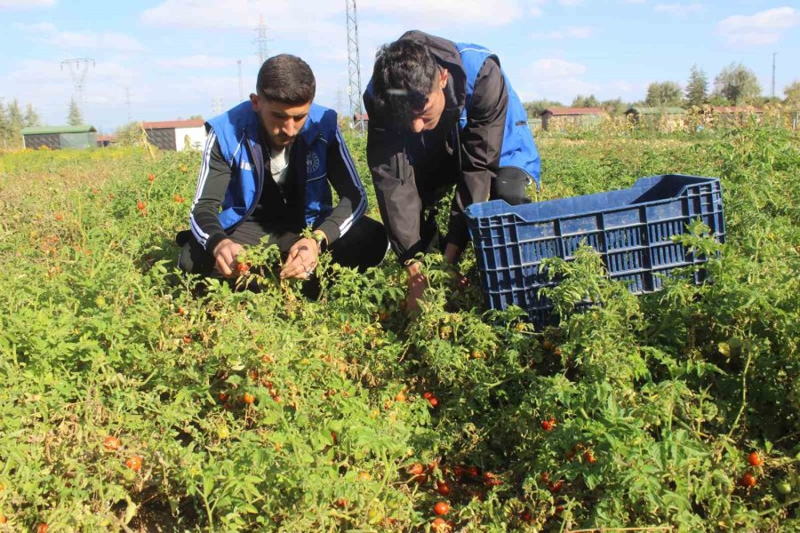 Gençler Yetiştirdikleri Domatesleri Salça Yapıp İhtiyaç Sahiplerine Ulaştırdı