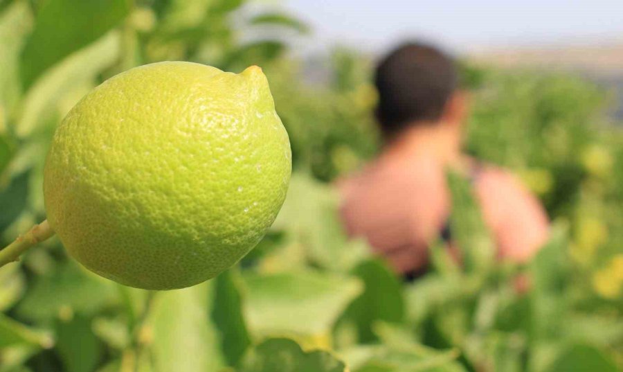 Üreticinin Umudu Depoluk Limonda