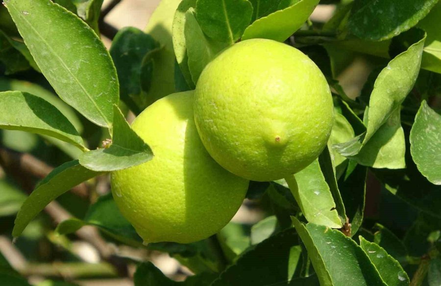 Üreticinin Umudu Depoluk Limonda