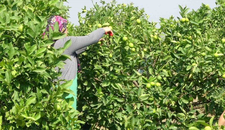 Üreticinin Umudu Depoluk Limonda