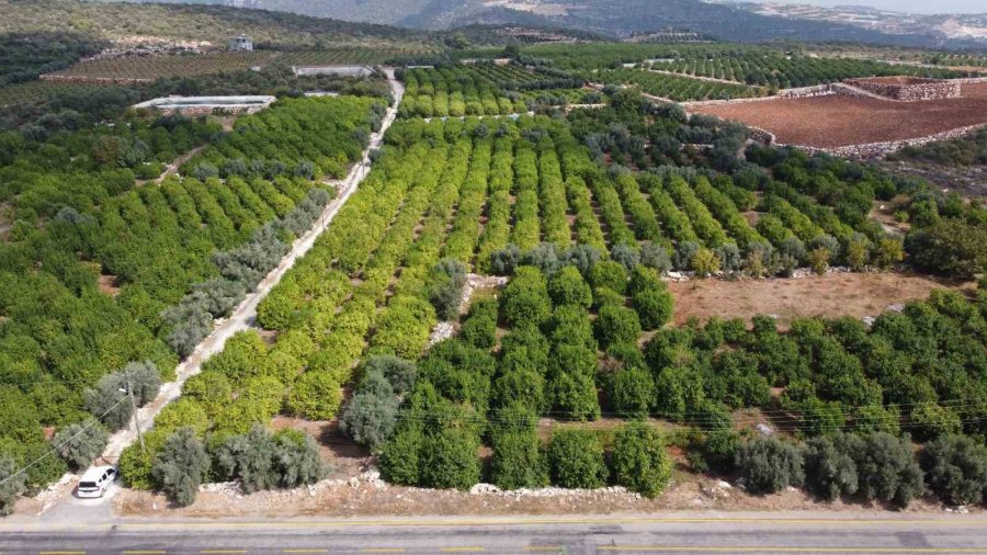 Üreticinin Umudu Depoluk Limonda