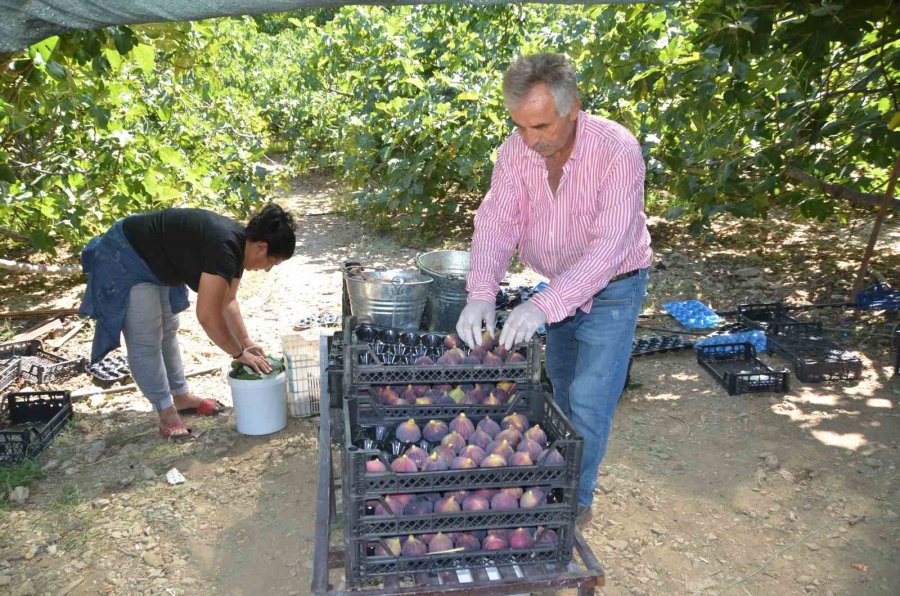 İncirde Rekolte Düştü, Fiyat Arttı