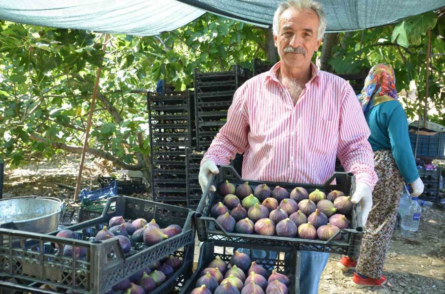 İncirde Rekolte Düştü, Fiyat Arttı