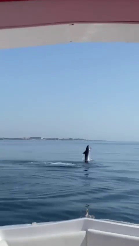 Su Sporları Teknesine Yunus Sürprizi