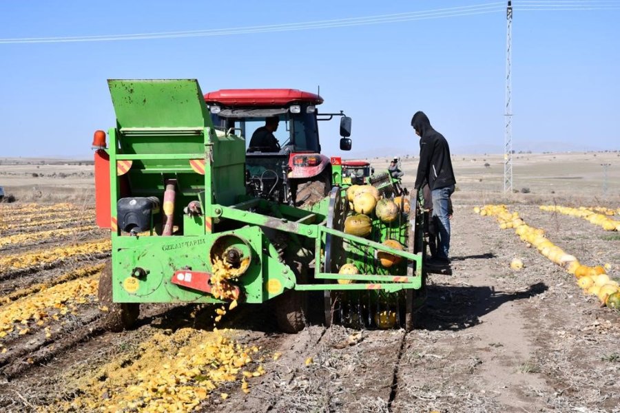 Tomarza’nın Altını Çerezlik Kabak Çekirdeği Hasadı Başladı