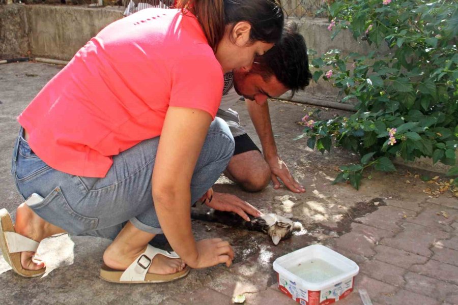 Duvarla Depo Arasına Sıkışan Yavru Kediyi, Çiftin Hayat Öpücü Kurtaramadı