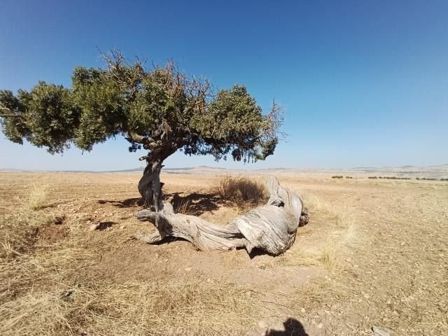 Kökü Gövdesi Kadar Kalın Bir Asırlık Ardıç Dikkat Çekti