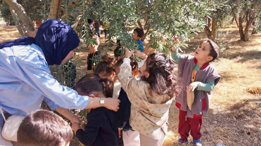 Minik Öğrenciler, Depremzedelere Göndermek İçin Zeytin Topladı