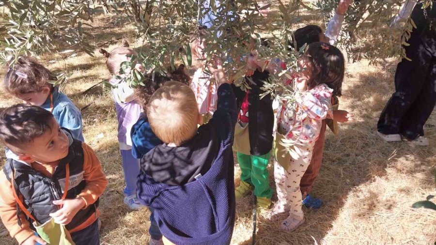 Minik Öğrenciler, Depremzedelere Göndermek İçin Zeytin Topladı