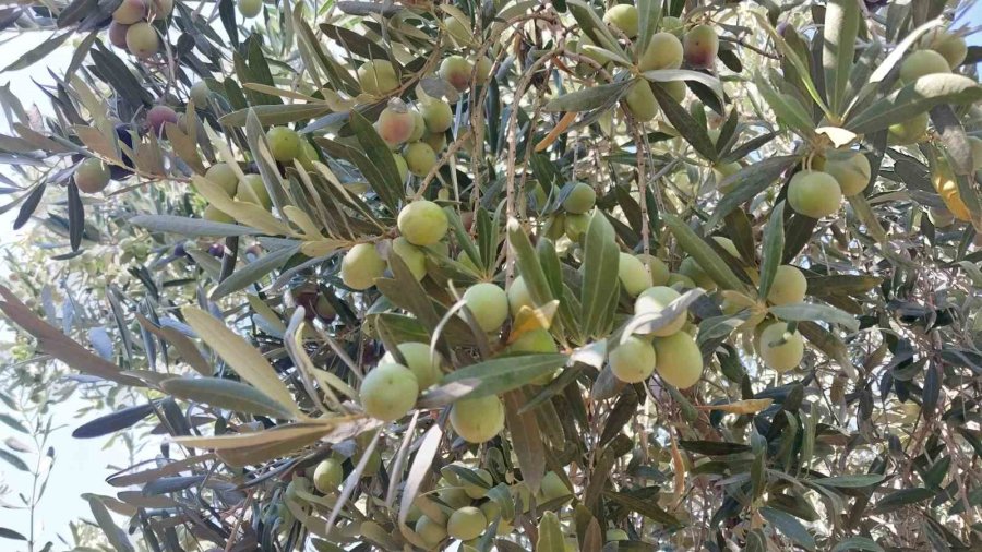 Minik Öğrenciler, Depremzedelere Göndermek İçin Zeytin Topladı