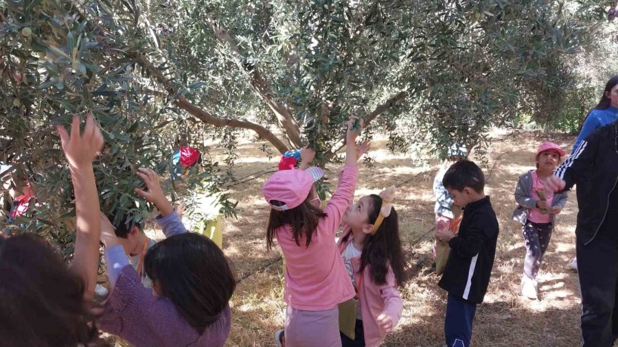 Minik Öğrenciler, Depremzedelere Göndermek İçin Zeytin Topladı