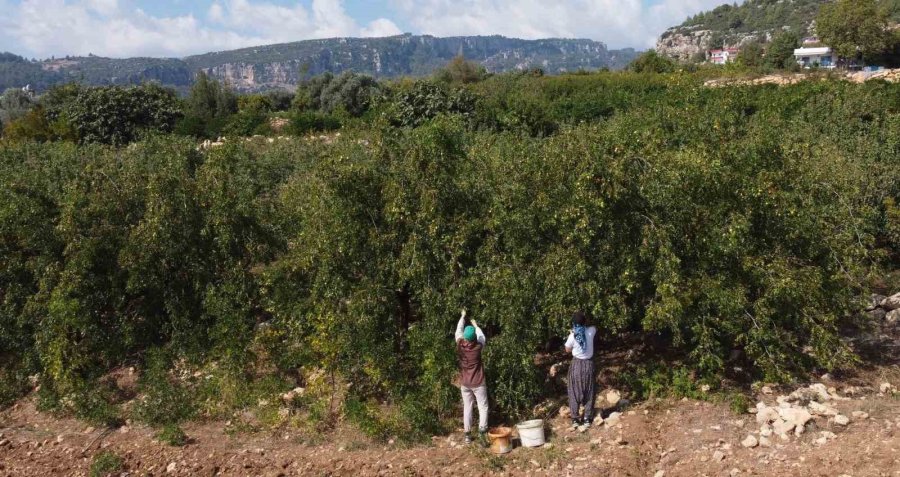 Çit Bitkisi Olarak Dikilen Şifa Deposu "hünnap" Gelir Kapısı Oldu