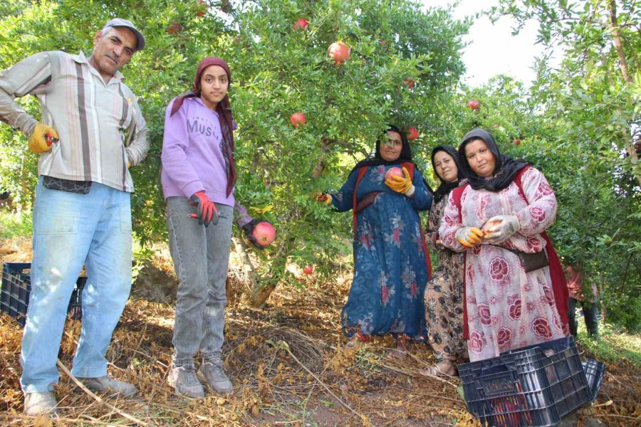 Kumluca’da Hasadı Devam Eden Narda 20 Bin Ton Rekolte Bekleniyor