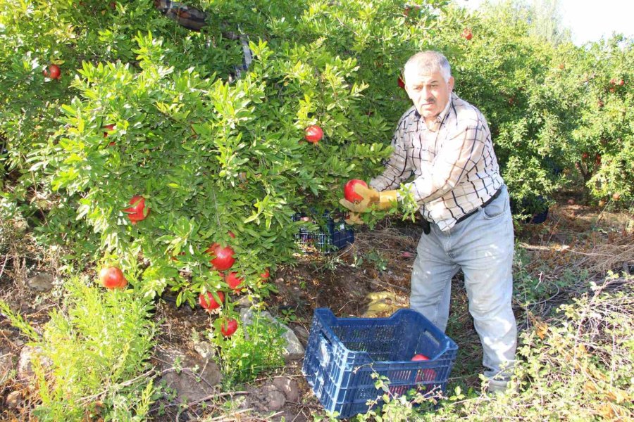 Kumluca’da Hasadı Devam Eden Narda 20 Bin Ton Rekolte Bekleniyor