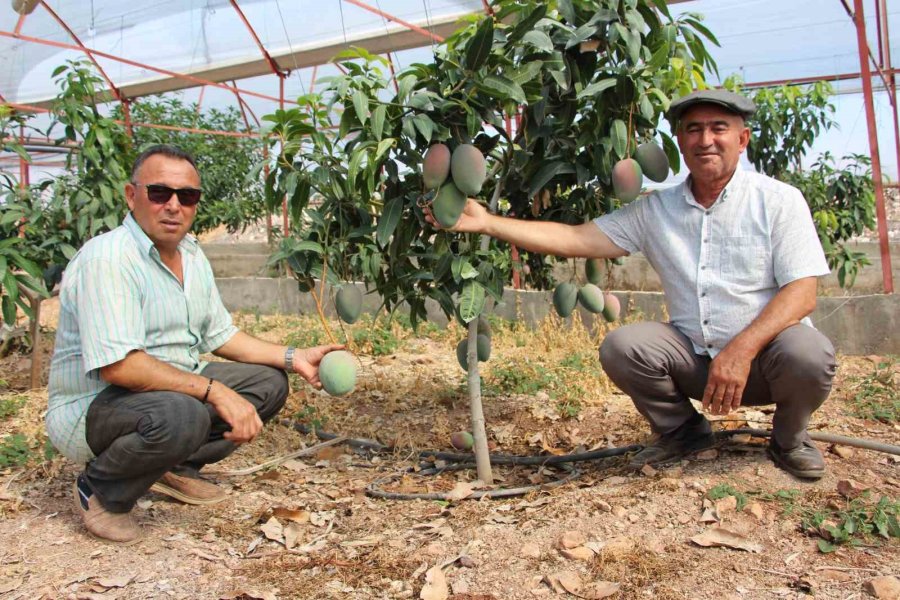 Domatesleri Söktü, Serasını Mango Bahçesine Dönüştürüp 300 Yıllık Yatırım Yaptı