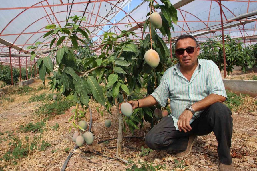 Domatesleri Söktü, Serasını Mango Bahçesine Dönüştürüp 300 Yıllık Yatırım Yaptı