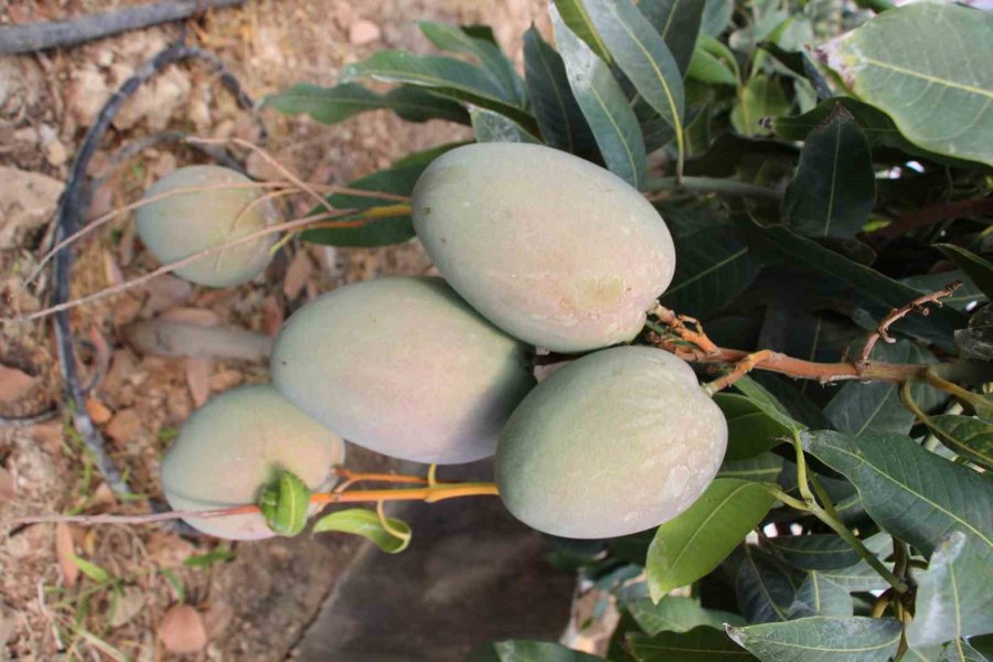 Domatesleri Söktü, Serasını Mango Bahçesine Dönüştürüp 300 Yıllık Yatırım Yaptı