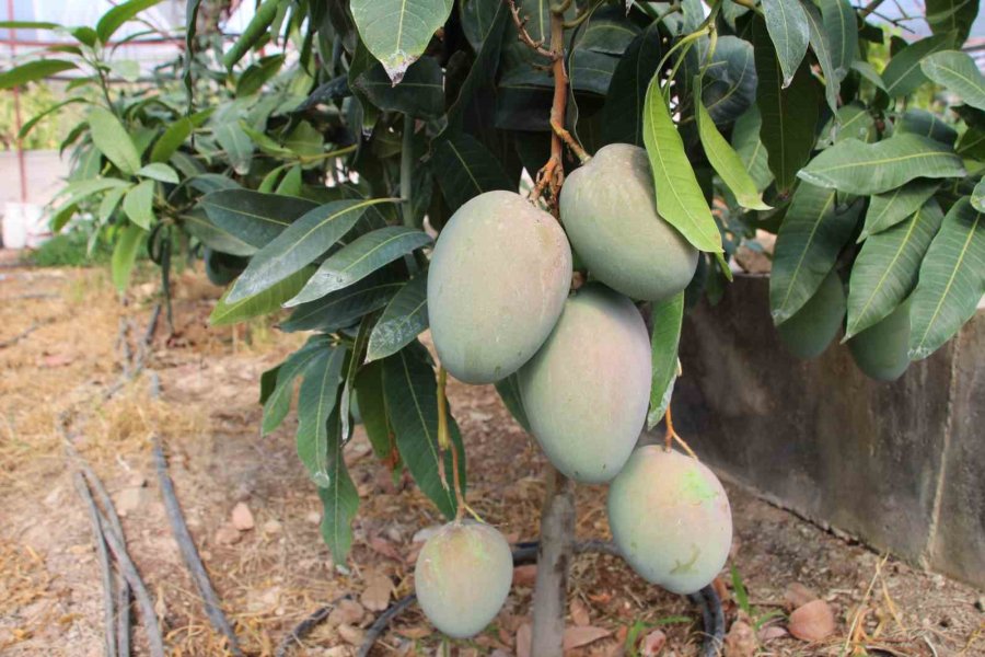 Domatesleri Söktü, Serasını Mango Bahçesine Dönüştürüp 300 Yıllık Yatırım Yaptı