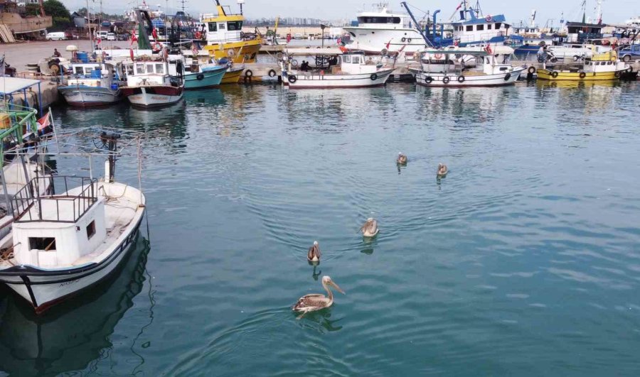 Mersin’de 5 Pelikan Balıkçı Barınağında Mola Verip Balık Avladı