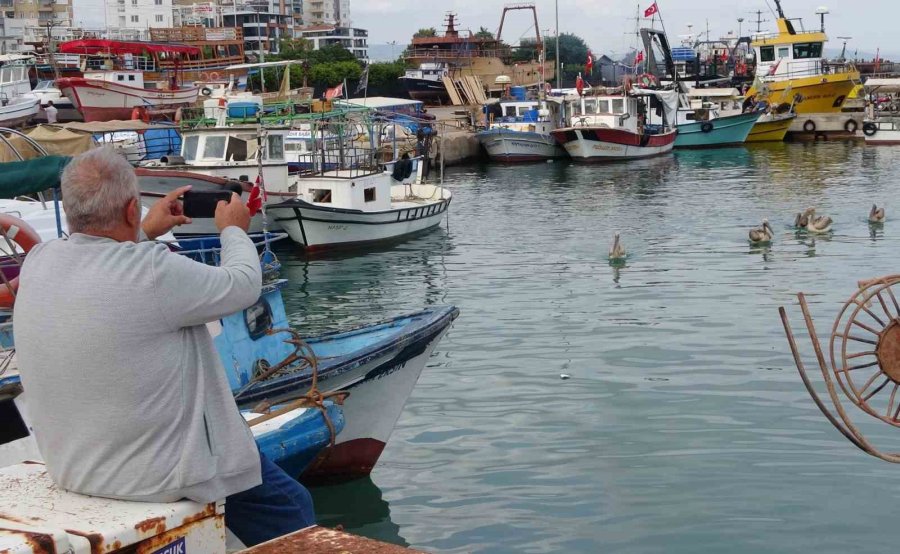 Mersin’de 5 Pelikan Balıkçı Barınağında Mola Verip Balık Avladı