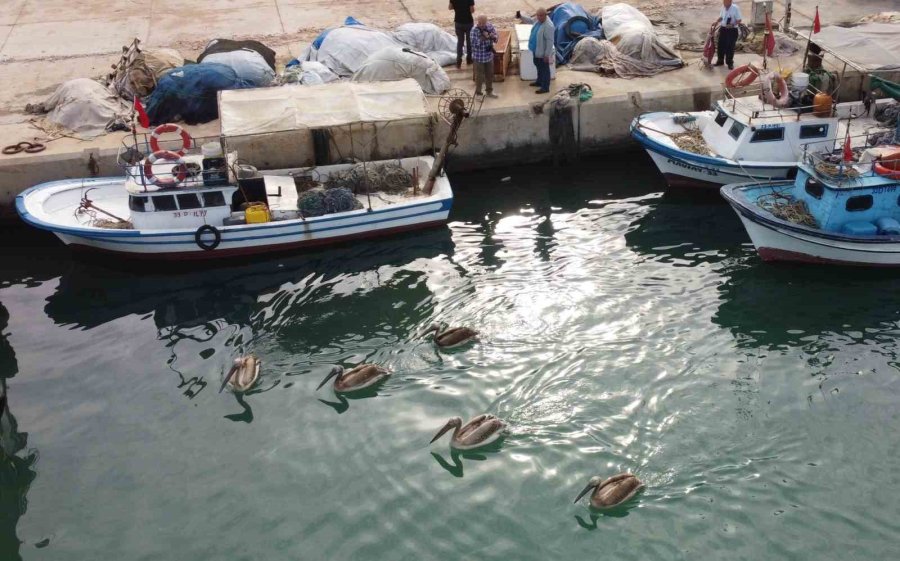 Mersin’de 5 Pelikan Balıkçı Barınağında Mola Verip Balık Avladı