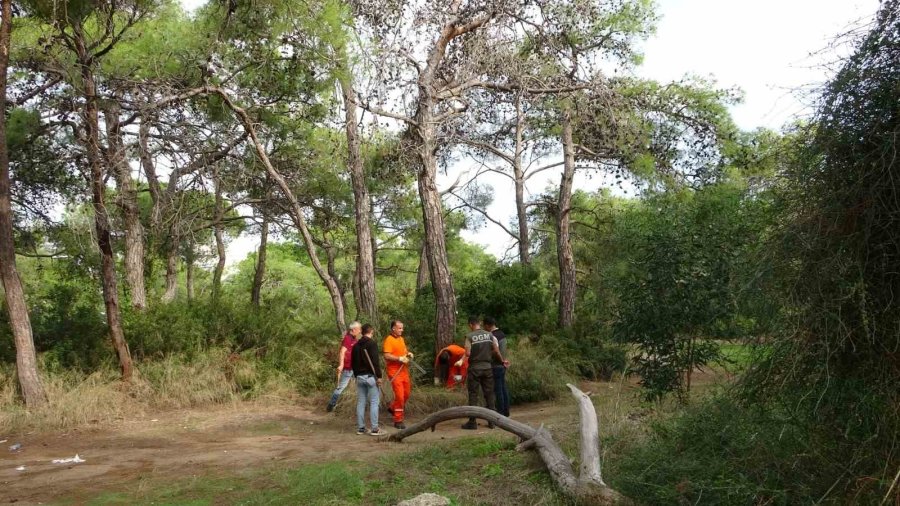 Manavgat’ta Çam Kese Böceği Kabusu: 600 Çamı Kuruttular