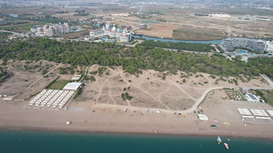 Manavgat’ta Çam Kese Böceği Kabusu: 600 Çamı Kuruttular