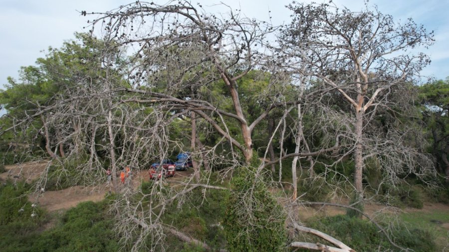 Manavgat’ta Çam Kese Böceği Kabusu: 600 Çamı Kuruttular