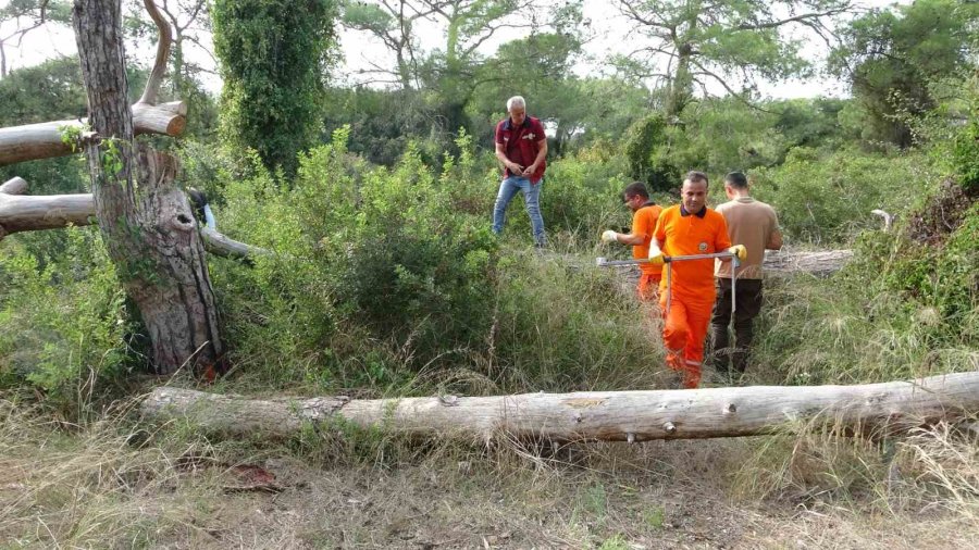 Manavgat’ta Çam Kese Böceği Kabusu: 600 Çamı Kuruttular