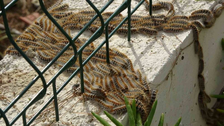 Manavgat’ta Çam Kese Böceği Kabusu: 600 Çamı Kuruttular