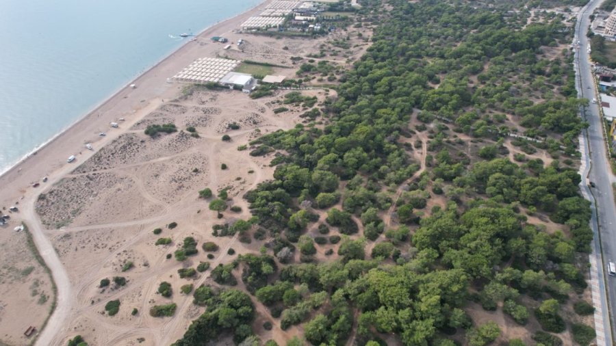 Manavgat’ta Çam Kese Böceği Kabusu: 600 Çamı Kuruttular