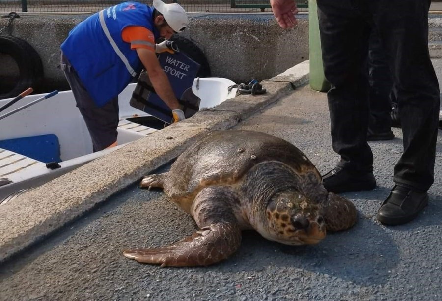 Mersin’de 20’ye Yakın Deniz Kaplumbağası Ölü Bulundu