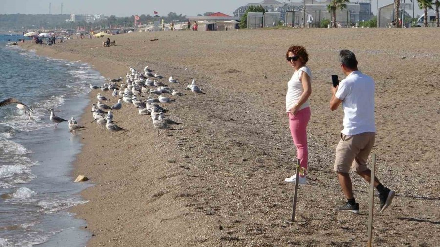 Manavgat Sahilleri Martı Ve Diğer Deniz Kuşlarıyla Dolup Taşmaya Başladı