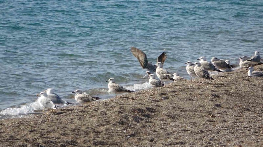 Manavgat Sahilleri Martı Ve Diğer Deniz Kuşlarıyla Dolup Taşmaya Başladı