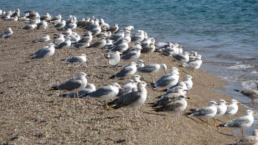 Manavgat Sahilleri Martı Ve Diğer Deniz Kuşlarıyla Dolup Taşmaya Başladı